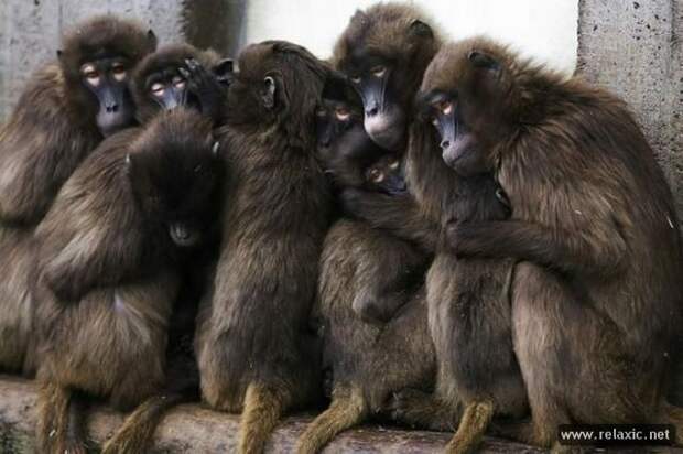 funny_animals_009
