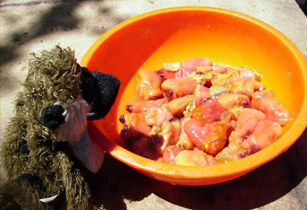 Pyura chilensis — «кровоточащий камень» с морского дна