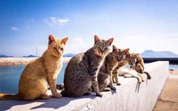 35 обалденных котов, которые умеют правильно отдыхать