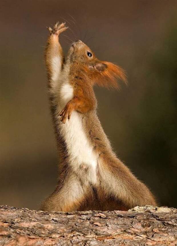 Животные, которые вдохновят вас на занятия спортом (15 фото)