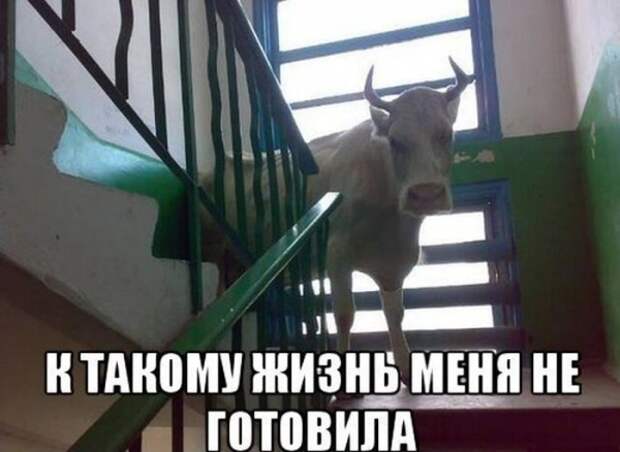 ПОДБОРКА ФОТОПРИКОЛОВ № 331
