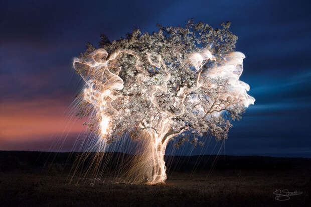 На этих потрясающих снимках Витора Шиетти свет стекает с деревьев!