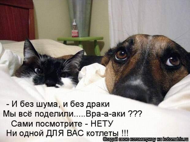 Говорят коты!