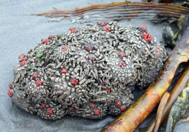 Pyura chilensis — «кровоточащий камень» с морского дна