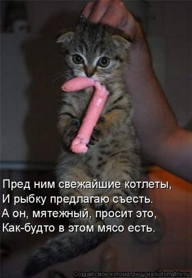 Лучшая котоматрица недели (32 фото)
