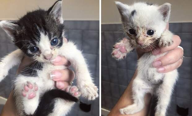 котята на ручках