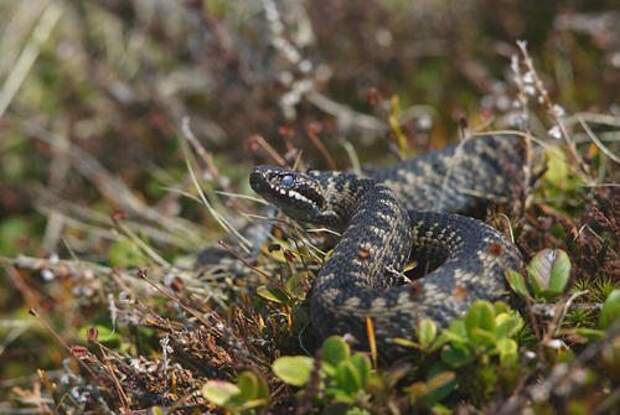 Какие ядовитые змеи обитают в России: фото, названия и характеристика