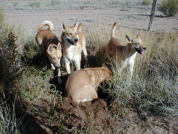 Загадочные дикие собаки из неолита. /Фото:californiacarolinadogs.com