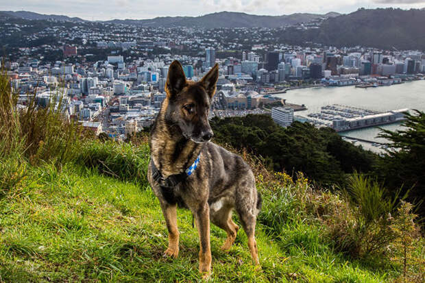 Полицейские собаки животные, помощники, собаки