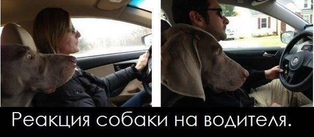 Подборка автоприколов. Часть 130 авто, автоприколы, приколы