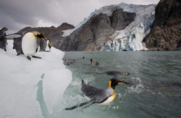 Дикие животные от Арктики до Антарктиды