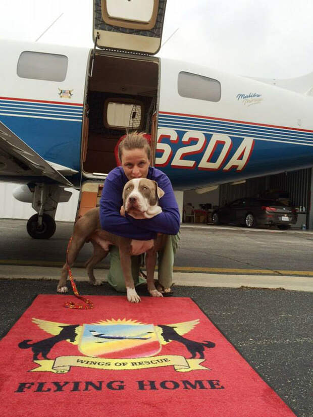 shelter-dog-airplane-transport-wings-of-rescue-yehuda-netanel-5