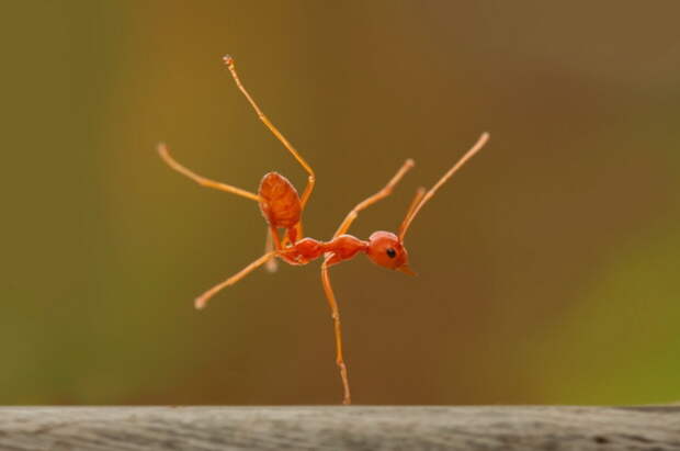 Танец очень решительного муравья. Автор фотографии: Robertus A S.