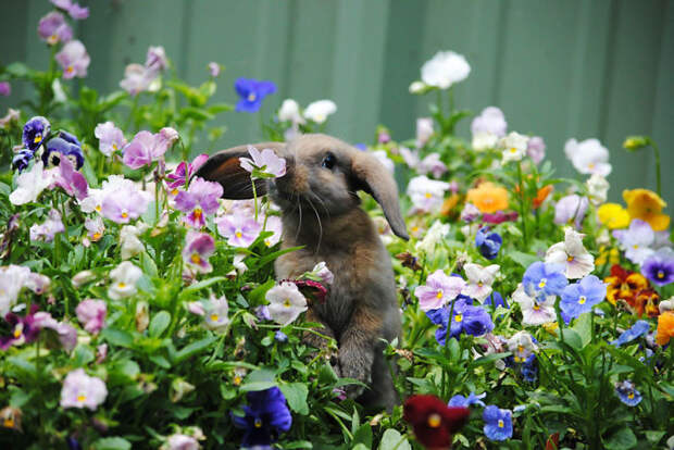 Bunny Smelling Flowers