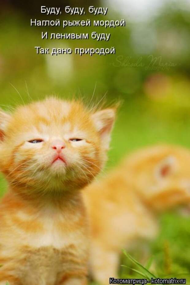 Котоматрицы(картинки с надписями)