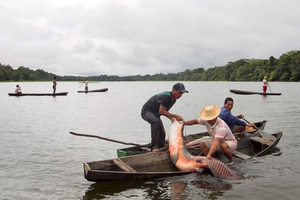 Рыбалка на живое ископаемое в водах Бразилии Арапаима, бразилия, рыбалка