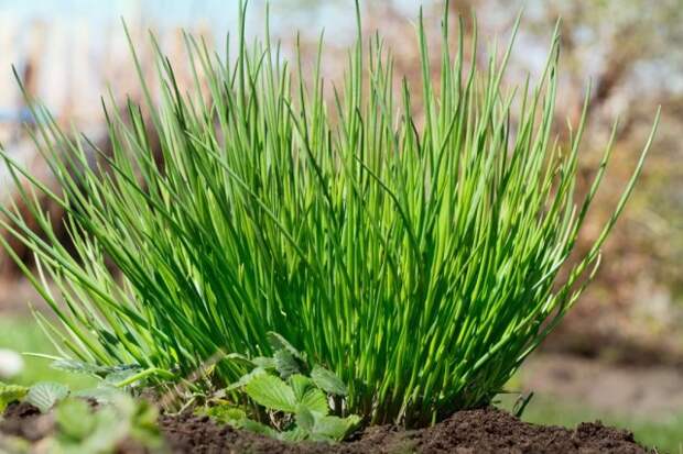 Лук скорода, или шнитт-лук (Allium schoenoprasum)