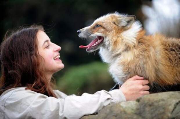 Спасённая лиса стала любимым домашним питомцем (8 фото + видео)