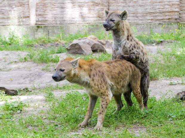 Mating spotted hyenas (Crocuta crocuta) — Stock Photo © belizar ...