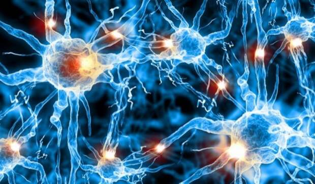 Картинки по запросу нервные клетки