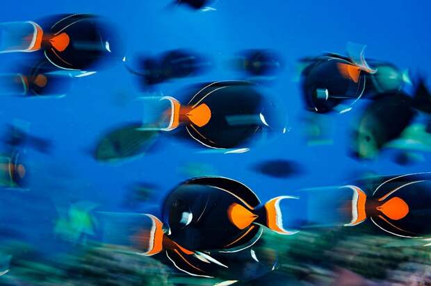 10. Рыбы семейства хирурговых, атолл Восток, Тихий океан кадр, под водой, рыба