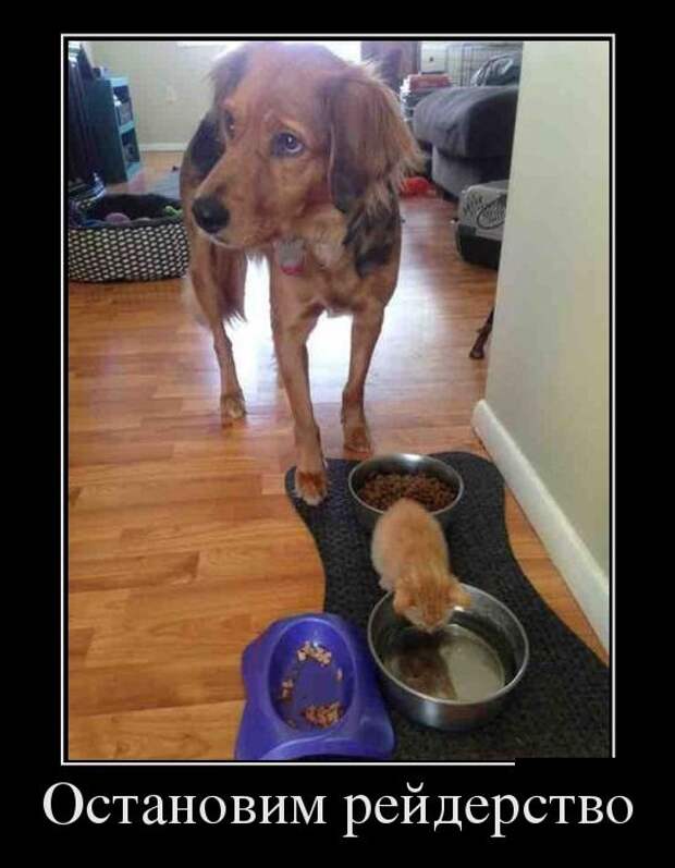 Демотиваторы №1102 (30 фото)