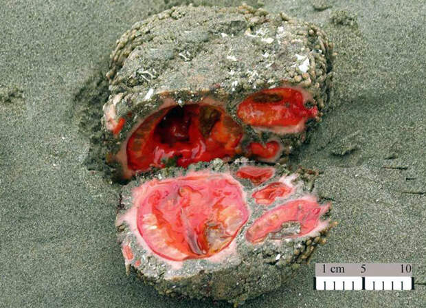 Pyura chilensis — «кровоточащий камень» с морского дна