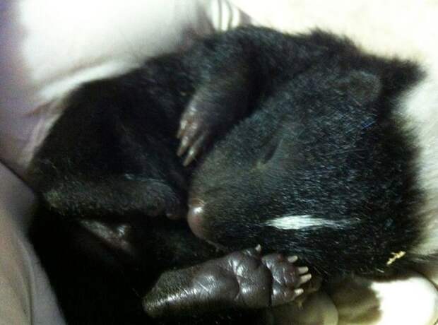 10. Маленький скунс 10. Маленький скунс детеныш, животные