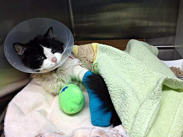 На лечение замученного живодером котенка собрали 13 тысяч долларов животные, кошки, милосердие