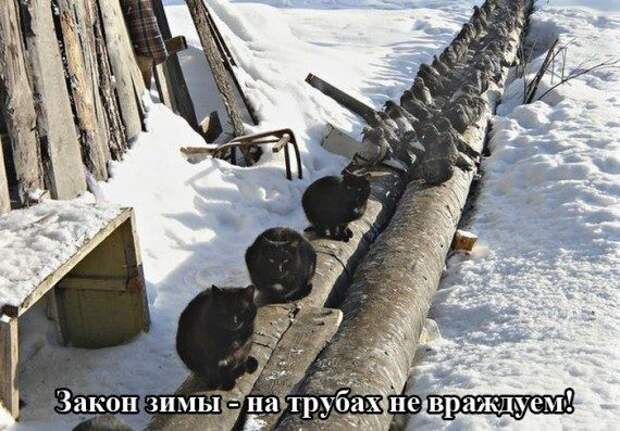 Забавные фотоприколы