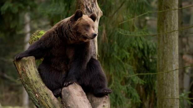 bear_tree_zpsrwg0hvsn