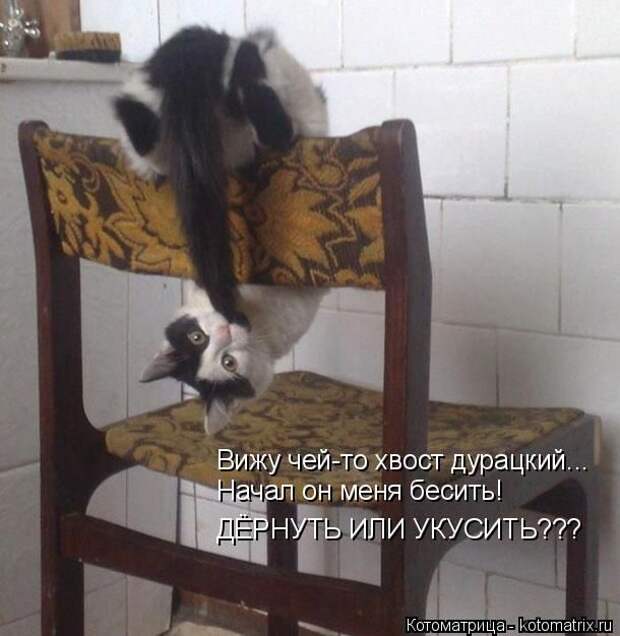 Лучшие котоматрицы недели