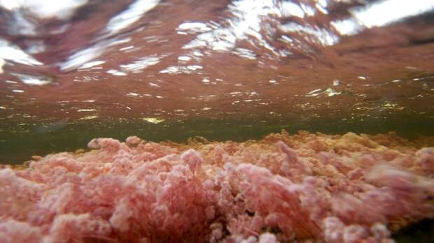 Розовые водоросли реки Каньо Кристалес. Фото