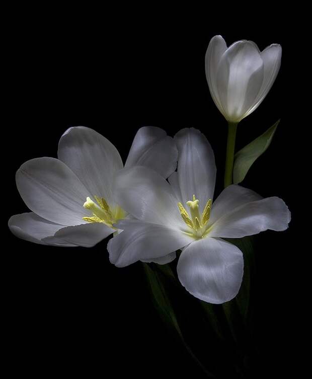 http://foto.infan.ru/img/f/75/1/1475319_c1.jpg