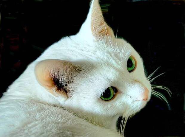 Белая кошка, фото фотография
