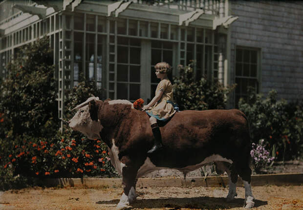 23. Ребенок верхом на герефордской корове неподалеку от города Плезантон. Калифорния, 1926 national geographic, история, природа, фотография