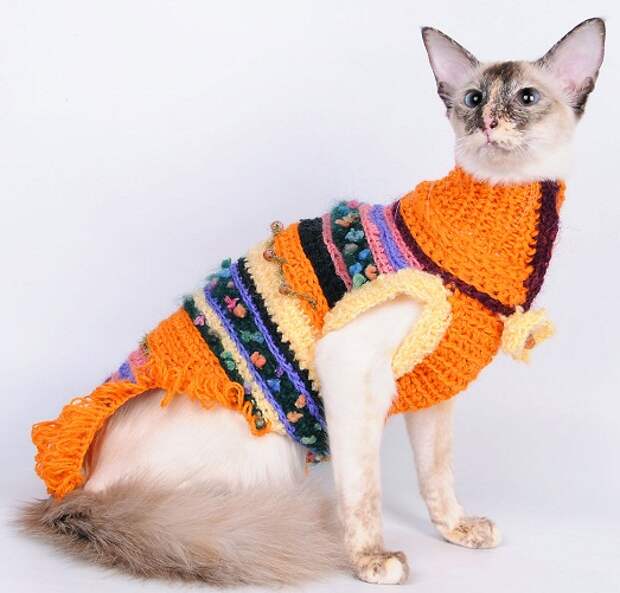 Модный кот Модный кот