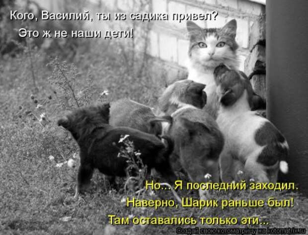 Свежая котоматрица для всех (38 фото)