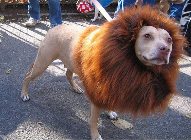 Собачьи причёски