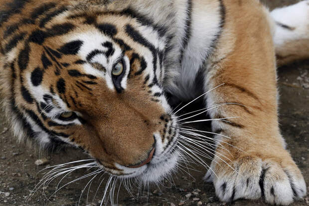 3-летняя тигрица в зоопарке Роев ручей в Красноярске, Россия