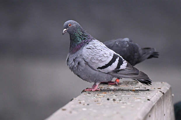 Девушка объявила войну надоедливой птице и проиграла