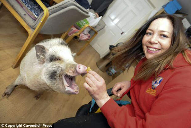 Свинка-собачка piggy03 Свинка, которая думает, что она собачка