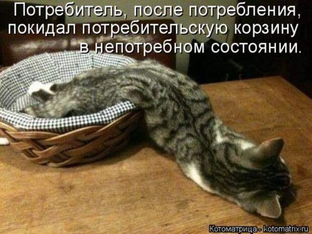 Котоматрица свежак (36 шт)
