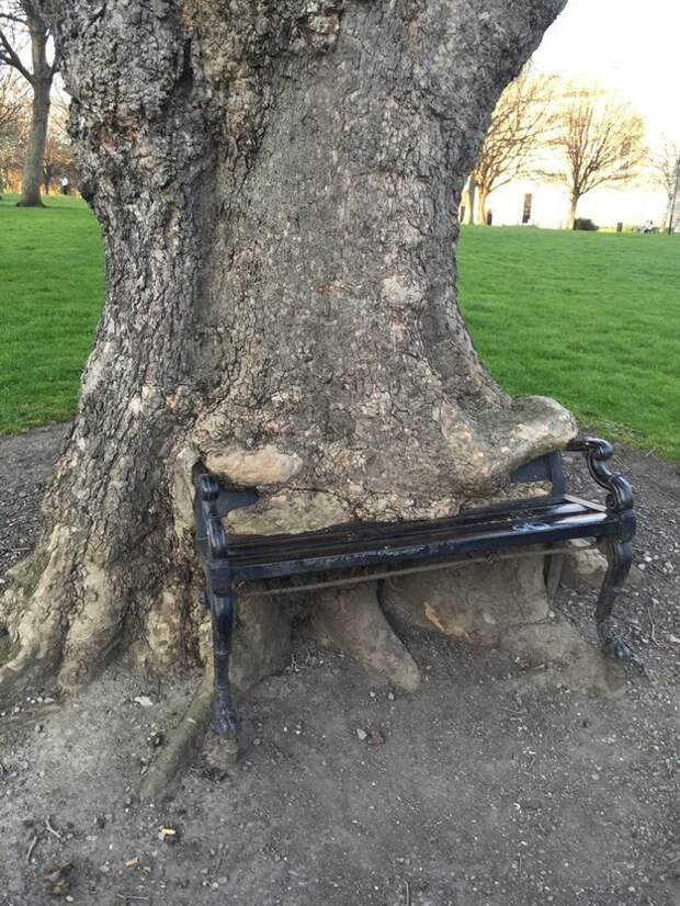 забавное дерево