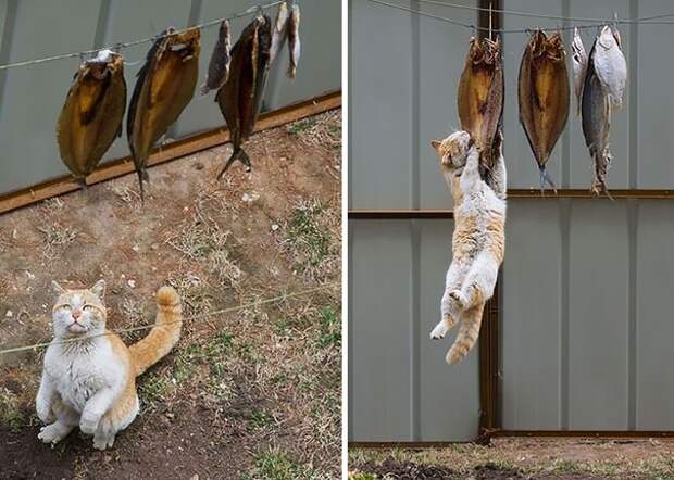 Коты, которых поймали на горячем животные, коты, позитив