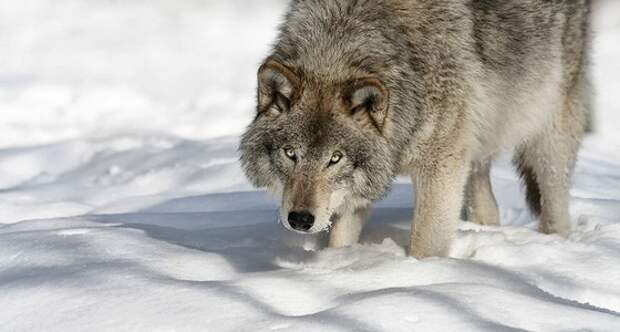 Огромные волки могут охотиться и на домашний скот