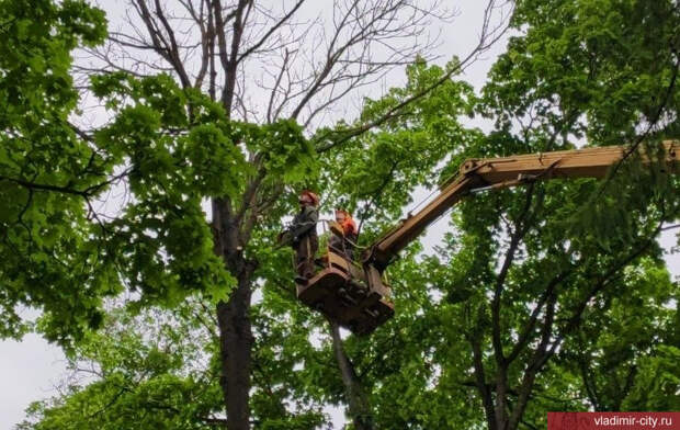 В парке Липки вырубают десятки деревьев из-за опасного вредителя