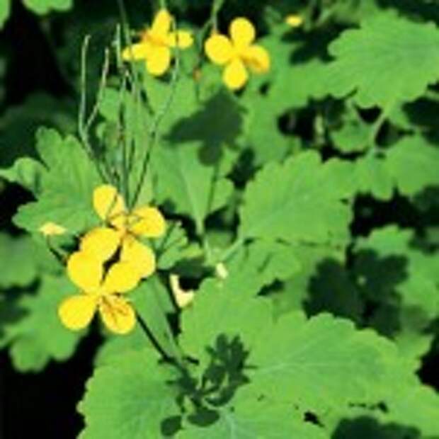 Чистотел для повышения иммунитета