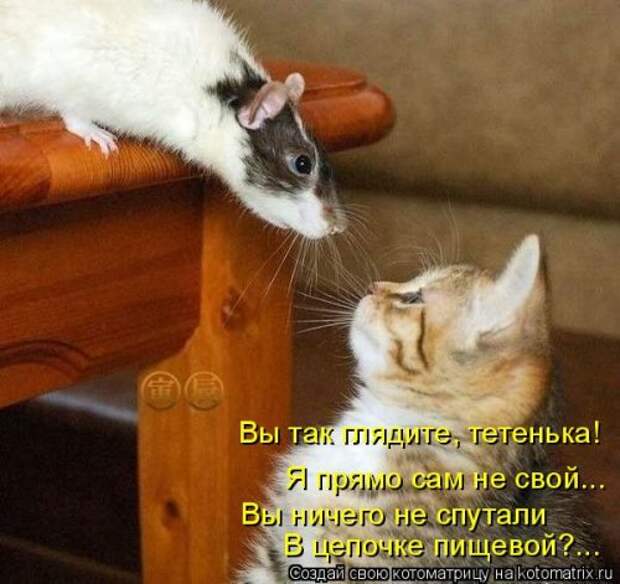 Еженедельная котоматрица (33 фото)