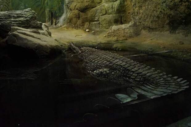 Крокодила «Московского паркинга» назвали Паркуша